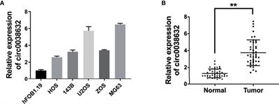 Circ0038632 modulates MiR-186/DNMT3A axis to promote proliferation and metastasis in osteosarcoma